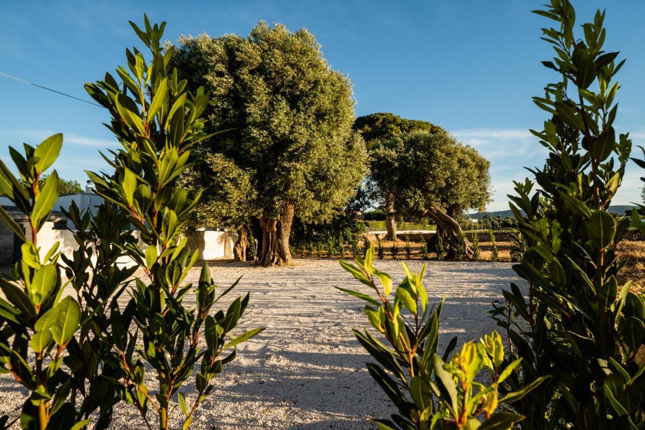 Il Pergolato Sul Mare Βίλα Monopoli Εξωτερικό φωτογραφία